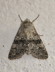 Polymixis rufocincta