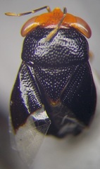Geocoris erythrocephalus