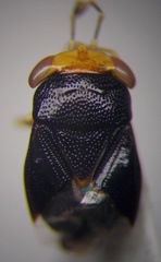 Geocoris erythrocephalus