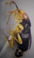 Geocoris erythrocephalus