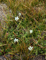 Gentiana newberryi tiogana