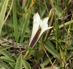 Gentiana newberryi tiogana