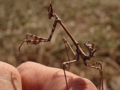 Empusa fasciata