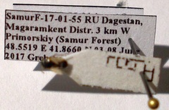 Geocoris pallidipennis