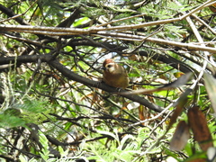 Pterorhinus sannio