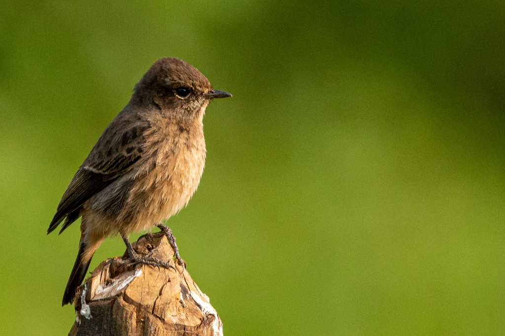 Pied Bush Chat