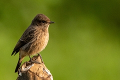 Pied Bush Chat photo 1