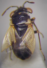 Geocoris pallidipennis