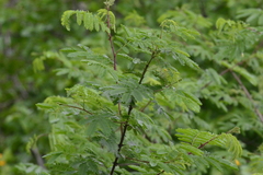 Mimosa tenuiflora