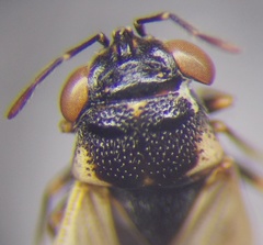 Geocoris pallidipennis