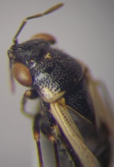 Geocoris pallidipennis