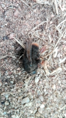 Bombus xanthopus