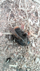 Bombus xanthopus