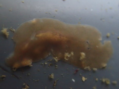 Leptoplanoidea