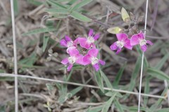 Dolichos hastiformis