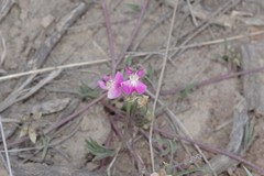 Dolichos hastiformis