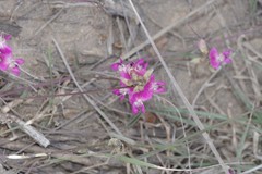 Dolichos hastiformis