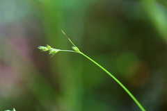 Carex bolanderi