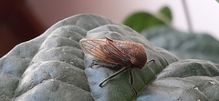 Metcalfiella erecta