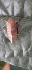 Metcalfiella erecta