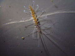 Amblyosyllis nigrolineata