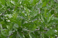 Cnidoscolus quercifolius