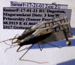 Gerris argentatus