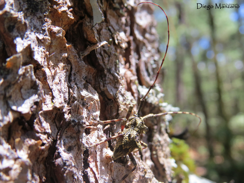 Echthistatus spinosus