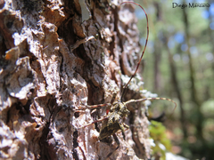 Echthistatus spinosus