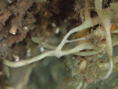 Halichondria bowerbanki