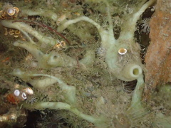 Halichondria bowerbanki