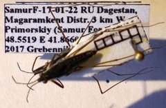 Gerris argentatus