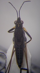 Gerris argentatus