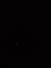 Deilelater atlanticus