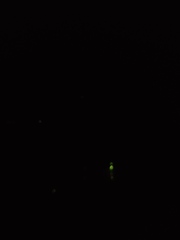 Deilelater atlanticus