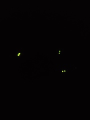 Deilelater atlanticus