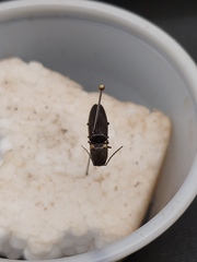 Deilelater atlanticus