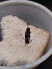 Deilelater atlanticus