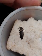 Deilelater atlanticus