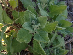 Salvia disermas