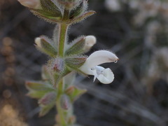 Salvia disermas