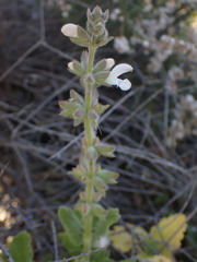 Salvia disermas