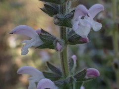 Salvia disermas