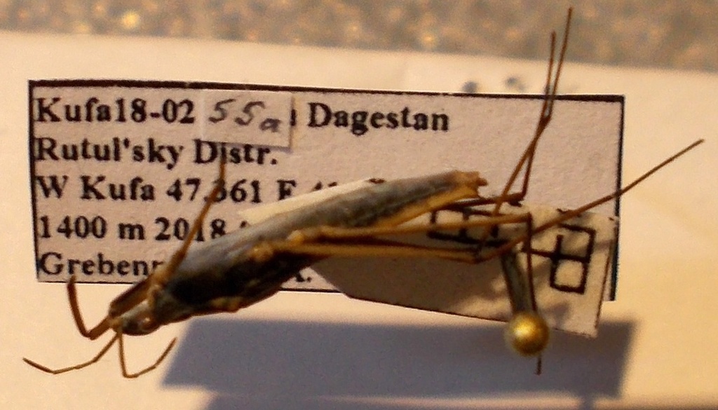 Moorland Pondskater