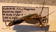 Gerris costae