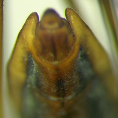 Gerris costae