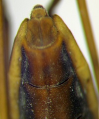 Gerris costae