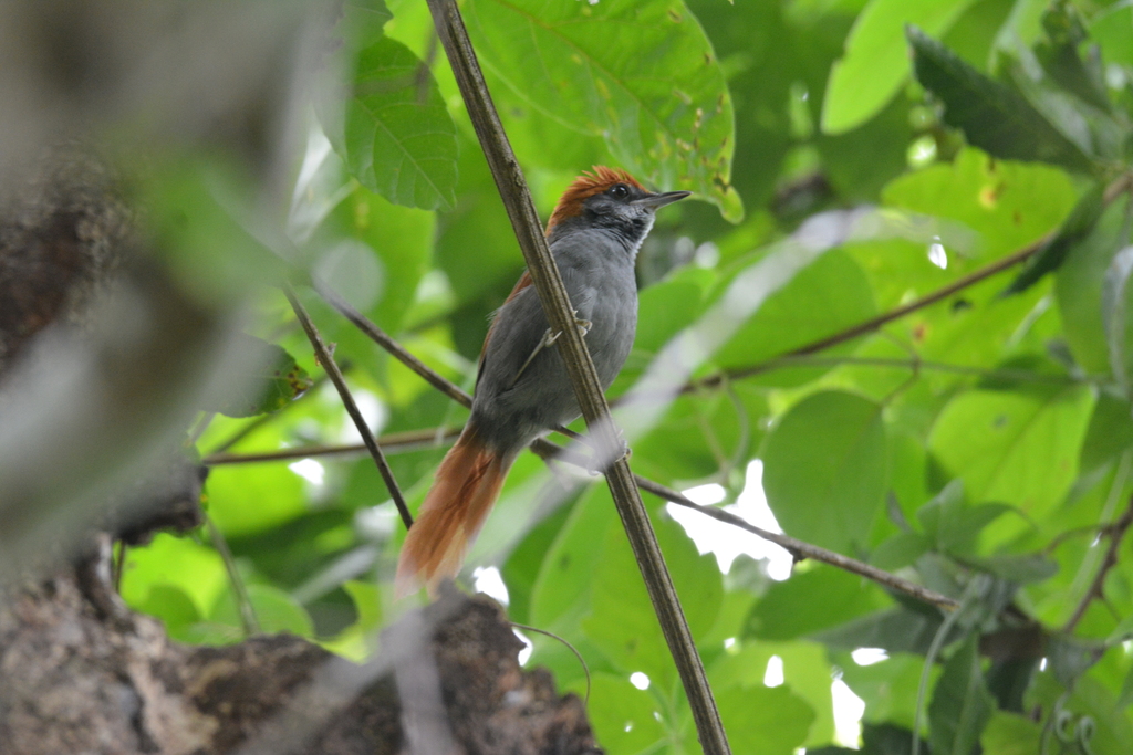 Pinto's Spinetail (Synallaxis infuscata) photo