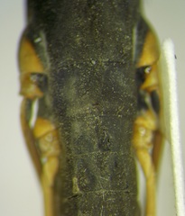 Gerris costae