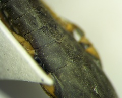 Gerris costae